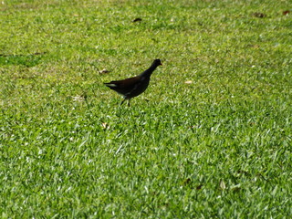 bird in the grass