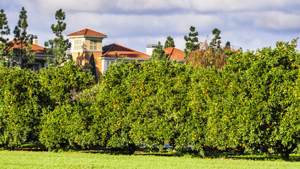 Urban citrus orchard still producing fruit in the middle of Silicon Valley; residential buildings...
