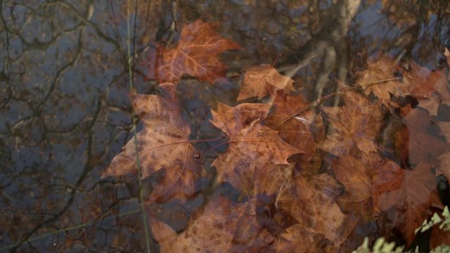Beautiful idyllic image of the reddish leaves of a tree fallen in the fall fall into the water of Lake Banyoles where the trees are reflected. Concept: autumn has arrived. Landscapes of Catalonia G