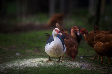 Black and white duck, male in pose next to chickens in the background.