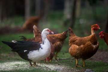 Black and white duck, male in pose next to chickens in the background.