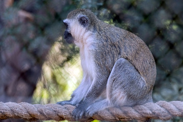 Cute Wild Animal Vervet Monkey in Jungle