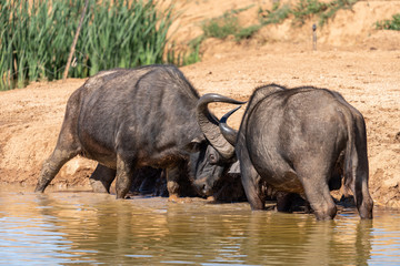 Fototapeta premium Buffalo