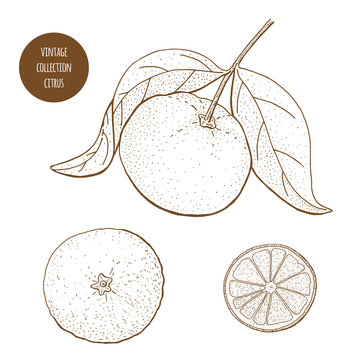 Citrus. Orange. Grapefruit. Lemon. Vector vintage hand drawn set of plants isolated on white background. Botany illustration. Aromatherapy.