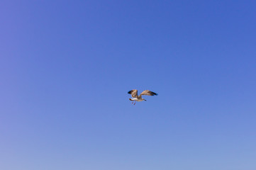 Fototapeta na wymiar sea gull in the clear blue sky. Flying bird
