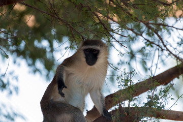 Cute Wild Animal Vervet Monkey in Jungle