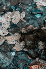 Frozen leaves background