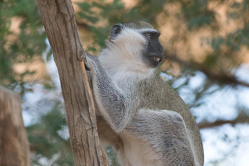 Cute Wild Animal Vervet Monkey in Jungle