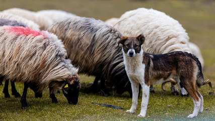 Sheep dog