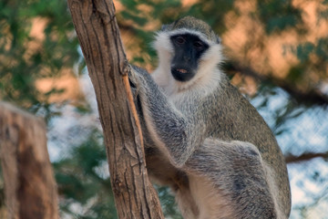 Cute Wild Animal Vervet Monkey in Jungle
