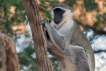 Cute Wild Animal Vervet Monkey in Jungle
