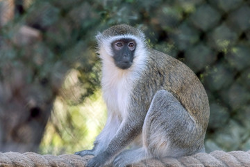 Naklejka na ściany i meble Cute Wild Animal Vervet Monkey in Jungle