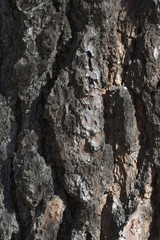 oak bark