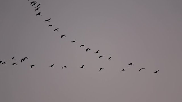 Kraniche an der Elbe