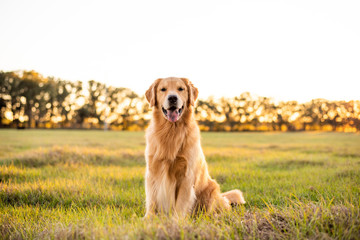 Golden Retriever dog enjoying outdoors at a large grass field at sunset, beautiful golden light - obrazy, fototapety, plakaty