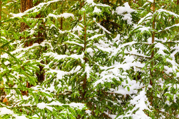Young spruce covered in heavy snow, winter landscape. Fresh air concept