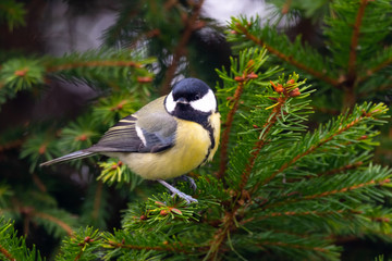 great tit on branch