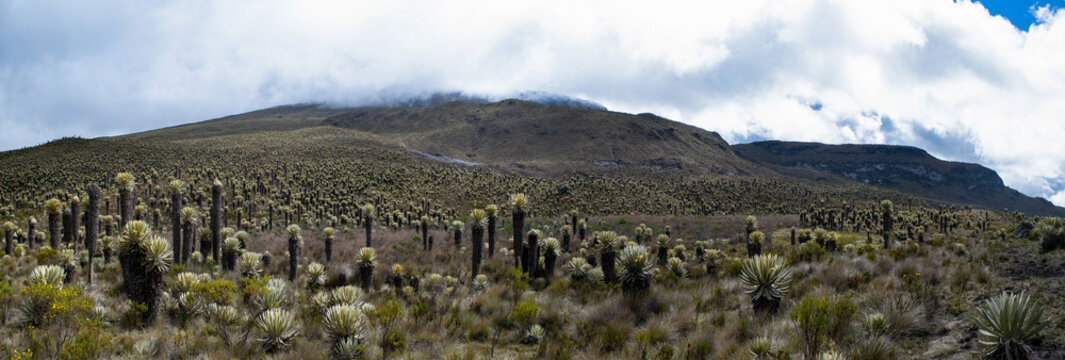 Valleys of frailejones in the paramo of highlands of Anzoategui A