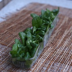 Very fresh greens of salad leaves in plastic box on table on napkin side view