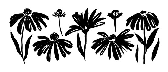 Chamomile hand drawn paint vector set. Ink drawing flowers and plants, monochrome artistic botanical illustration.