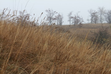 Fototapeta premium Beautiful landscape: hills, trees and reeds