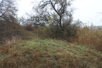 Beautiful tree grows in the forest