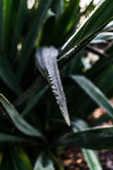 Frost Eis Pflanzen Makro