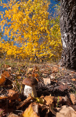 Fototapeta na wymiar Birch mushroom under a birch on a yellow birch background