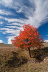 A lonely autumn tree under a white cloud in a blue sky