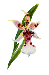 pink orchid watercolor