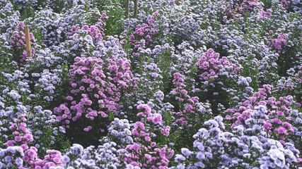 Obraz premium Pink,purple Margaret Flowers in garden. at Chiang Mai, Thailand .