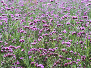 Verbena flower. Verbena pink and violet flower background