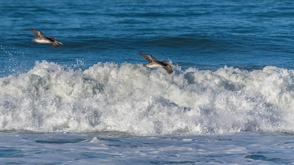 Brown pelicans flying low above a big wave in California