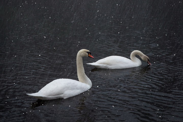 A pair of white swans on the lake under the winter snowfall
