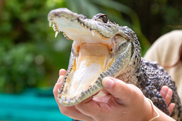 Open crocodile mouth with rows of sharp and pointy teeth in a mexican zoo