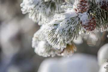 zamrożona choinka i szyszki opruszone śniegiem © andsko