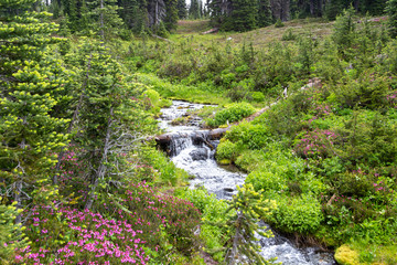 Fototapeta na wymiar Quick stream in a rural wild nature among trees and green grass, pink flowers surround the creek