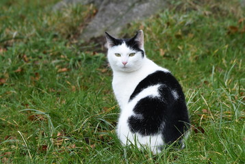 Naklejka na ściany i meble Scwarz-weiße Katze auf grünem Rasen