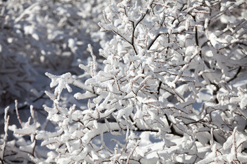 oblodzone i obśnieżone drzewo w zimowej scenerii