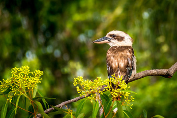 A kookaburra on a branch in a tree