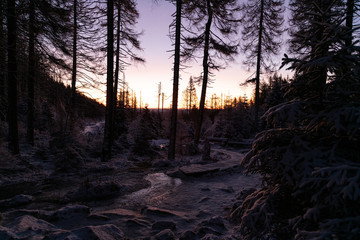 Sonnenaufgang im winterlichen Totwald im Nationalpark Harz