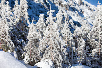 zimowy krajobraz z gór, biały śnieg - obrazy, fototapety, plakaty