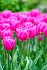 Fototapeta premium Fresh bright magenta tulips in a full frame spring garden background
