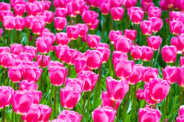Obraz premium Fresh bright magenta tulips in a full frame spring garden background