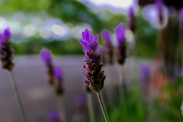 Beautiful lavender flower. Lavender plant with flowers.