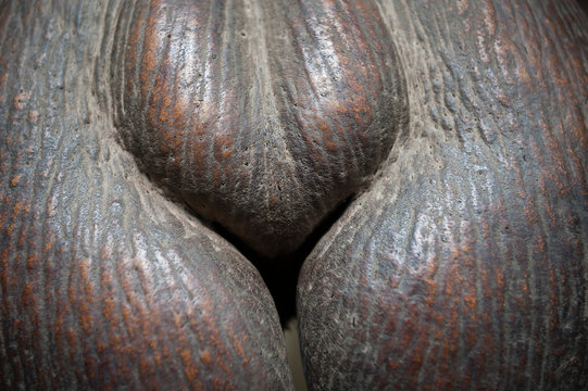 Voluptuous close-up of the textured form of an exotic coco de mer seed in the filtered light of a Seychelles jungle
