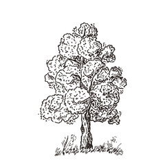 Hand Drawn Tree Sketch. Black and white drawing. Vector illustration