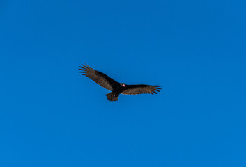 Obraz na płótnie Canvas Turkey Vulture in flight