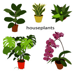 Set of undemanding house plants.