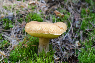 A large white mushroom grows among moss and pine needles